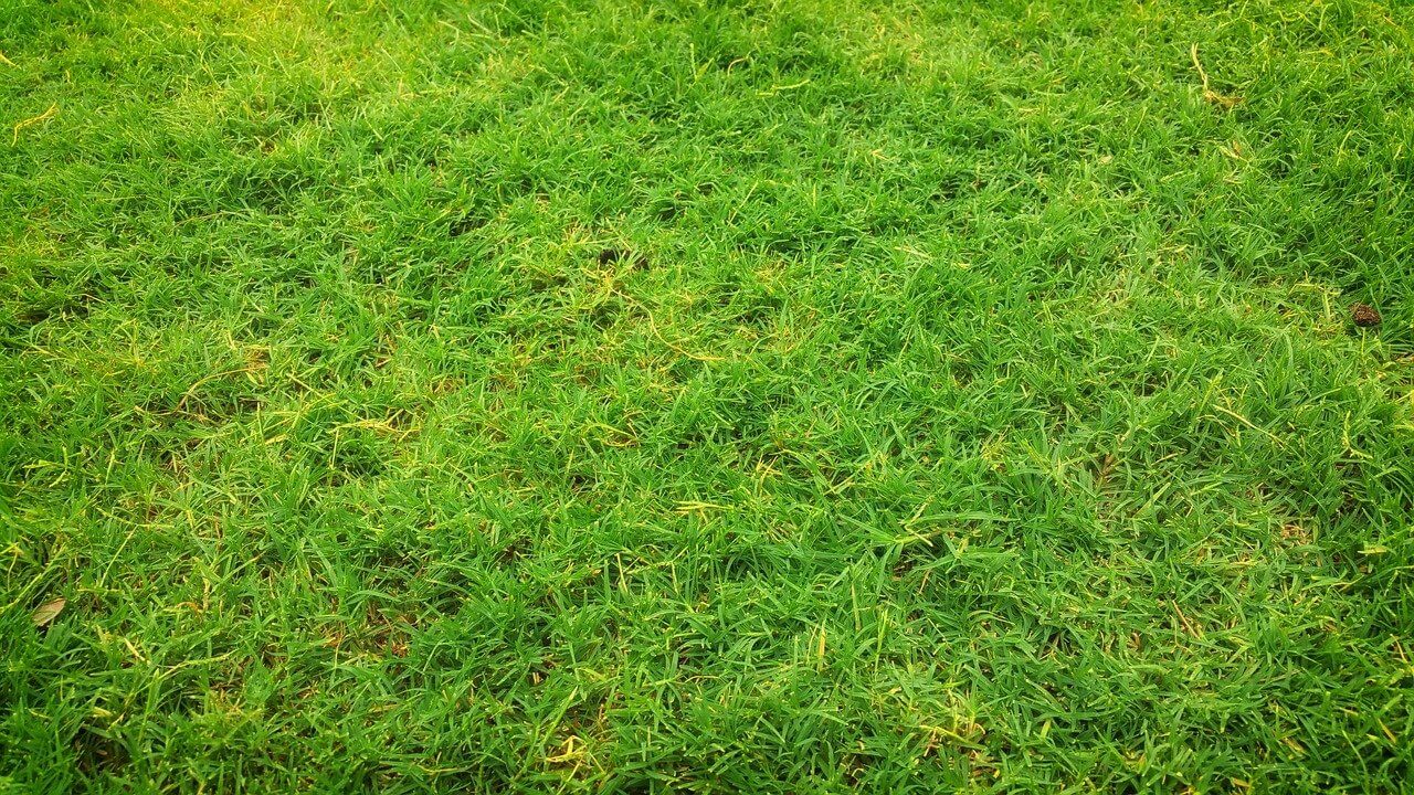 lawn weeds